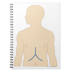 Lebertransplantation Notizblock