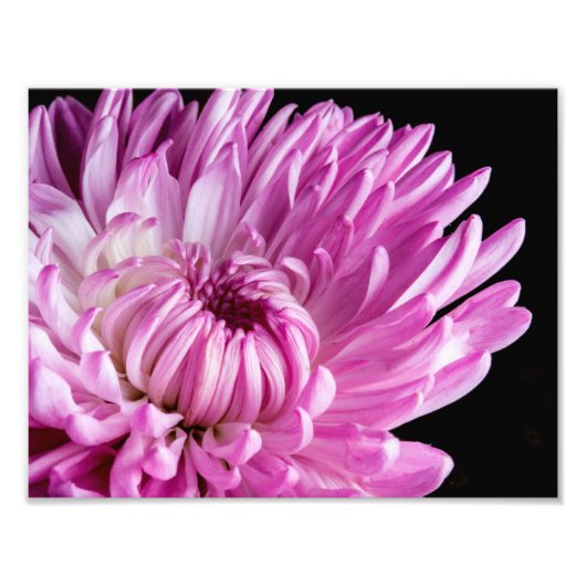 Lebhaft in Pink Dahlia Fotodruck (Vorne)