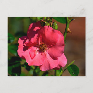 Lebhafte Begonia-Blume Postkarte