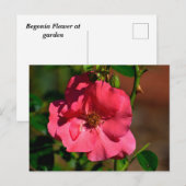 Lebhafte Begonia-Blume Postkarte (Vorne/Hinten)