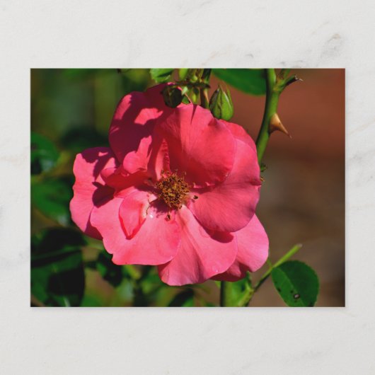 Lebhafte Begonia-Blume Postkarte (Vorderseite)