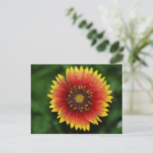 Lebhafte Blanket-Blume Postkarte