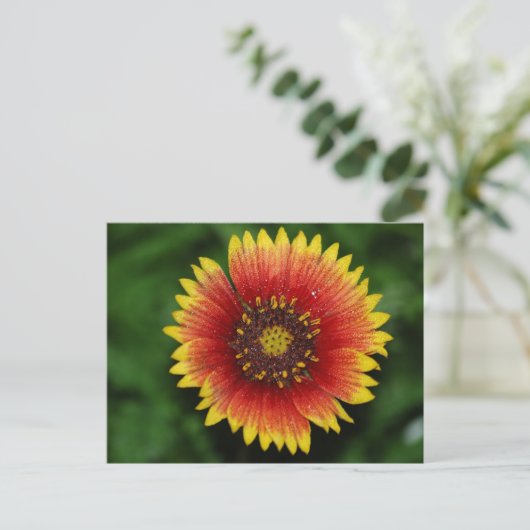 Lebhafte Blanket-Blume Postkarte (Stehend Vorderseite)