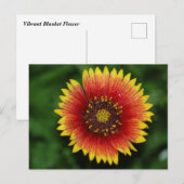 Lebhafte Blanket-Blume Postkarte (Vorne/Hinten)