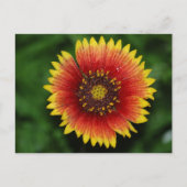 Lebhafte Blanket-Blume Postkarte (Vorderseite)