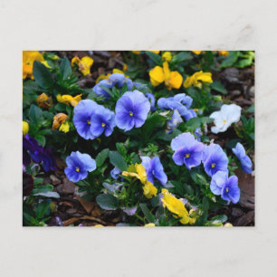 Lebhafte blaue Pansy-Blume Postkarte