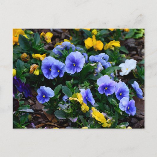 Lebhafte blaue Pansy-Blume Postkarte (Vorderseite)
