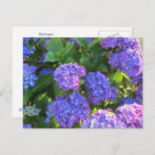 Lebhafte blaue und Lila Hydrangeas Postkarte (Vorne/Hinten)