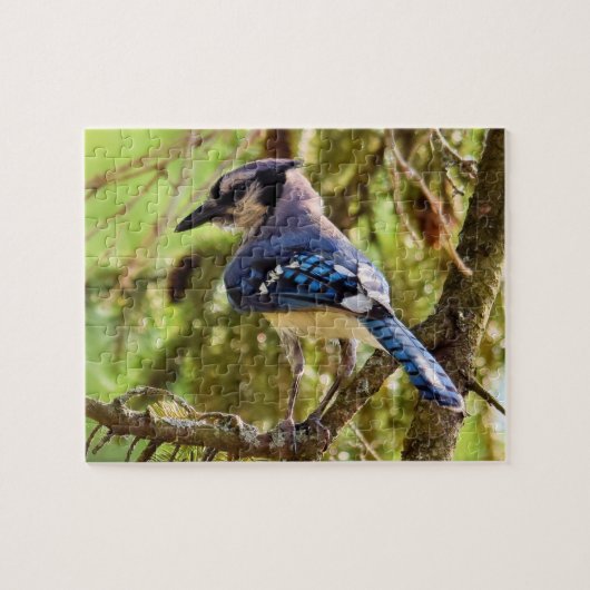 Lebhafte Blue Jay im Hinterhof - 8x10 - 110 Stk. Puzzle (Horizontal)