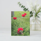 Lebhafte blühende rote Poppies Postkarte (Stehend Vorderseite)