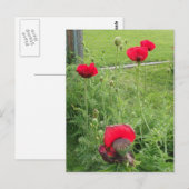 Lebhafte blühende rote Poppies Postkarte (Vorne/Hinten)