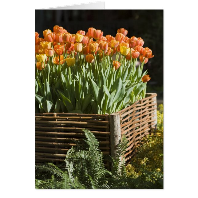 Lebhafte blühende Tulpen (Vorne)