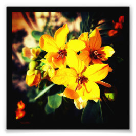 Lebhafte Blume Fotodruck