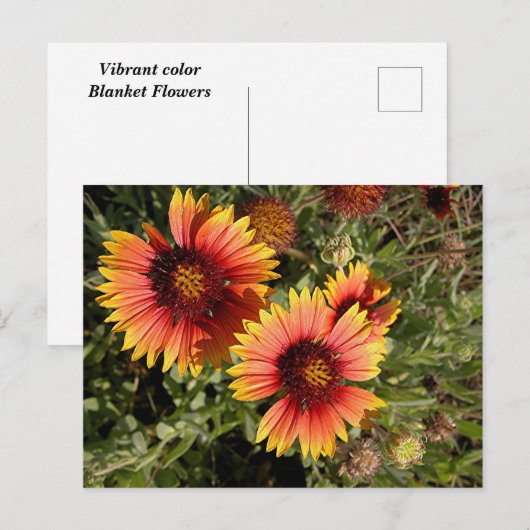 Lebhafte Blume Postkarte (Vorne/Hinten)