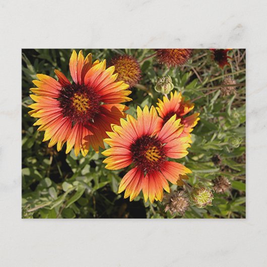 Lebhafte Blume Postkarte (Vorderseite)