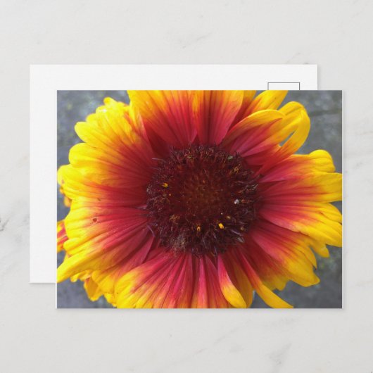Lebhafte Blume Postkarte (Vorne/Hinten)