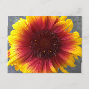 Lebhafte Blume Postkarte