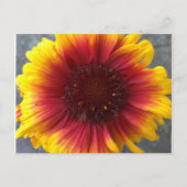 Lebhafte Blume Postkarte (Vorderseite)