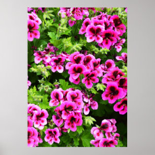 "Lebhafte Blüten: heiß rosa Geranien auf den Lush Poster