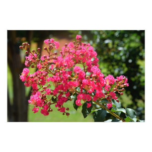 Lebhafte Crêpe Myrtle Busch Blume Fotodruck