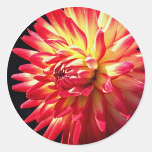 Lebhafte Dahlia-Blume Runder Aufkleber