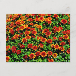 lebhafte Decken und Blume Postkarte
