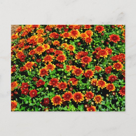 lebhafte Decken und Blume Postkarte (Vorderseite)