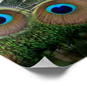 Lebhafte Farbe Peacock Poster (Ecke)