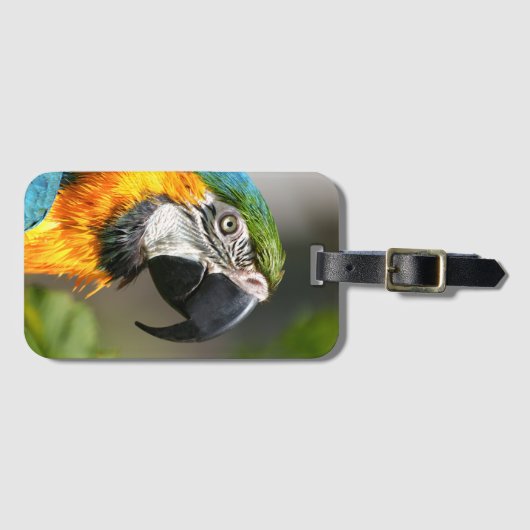 Lebhafte farbenfrohe Maca Gepäckanhänger (Vorderseite (Horizontal))