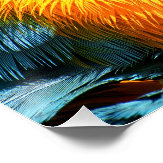 Lebhafte farbenfrohe Maca Poster (Ecke)