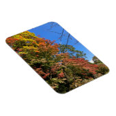 Lebhafte farbige Ahorn Magnet (Rechte Seite)