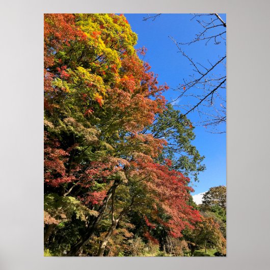 Lebhafte farbige Ahorn Poster (Vorne)