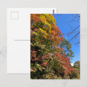 Lebhafte farbige Ahorn Postkarte (Vorne/Hinten)
