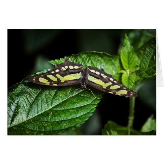 Lebhafte Green Card (Vorderseite (Horizontal))