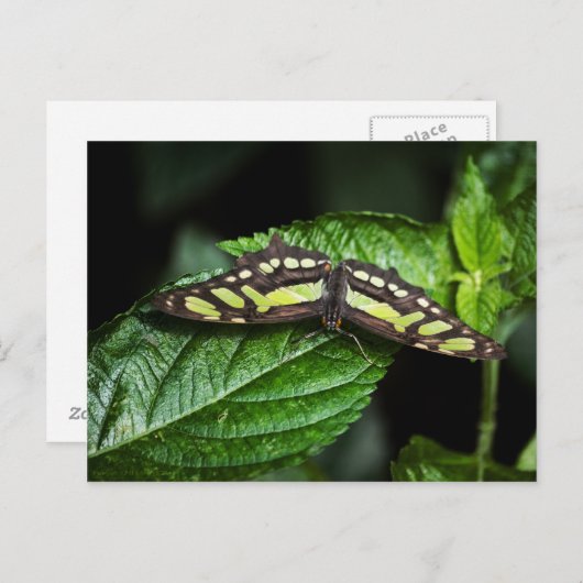 Lebhafte grüne Postkarte (Vorne/Hinten)