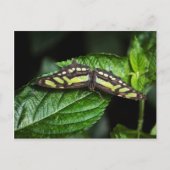 Lebhafte grüne Postkarte (Vorderseite)