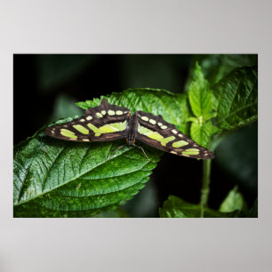 Lebhafte grüne Printwerbung Poster