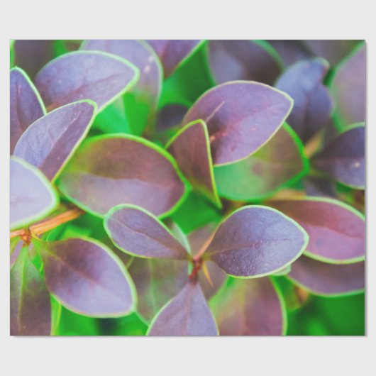 Lebhafte grüne und lila Blätter Geschenkpapier (Flach)