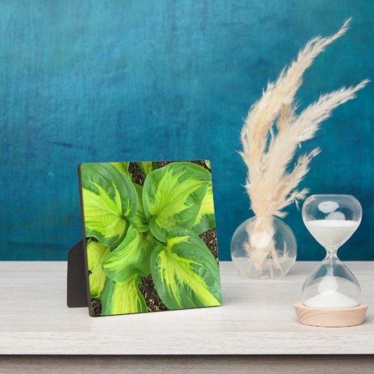 Lebhafte Hosta-Blätter Fotoplatte (InSitu)
