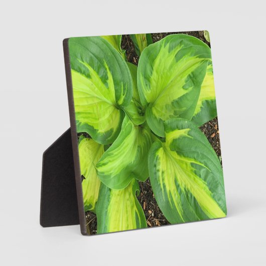 Lebhafte Hosta-Blätter Fotoplatte (Vorderseite)