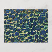 Lebhafte Kaffeebohnen Postkarte (Vorderseite)