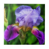 Lebhafte lila-blaugelbe Iris-Blume Fliese (Vorderseite)