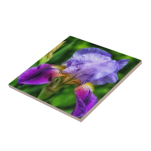 Lebhafte lila-blaugelbe Iris-Blume Fliese (Seite)