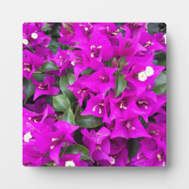 Lebhafte Lila Bougainvillea-Blume Fotoplatte