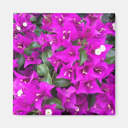 Lebhafte Lila Bougainvillea-Blume Magnet (Vorne)