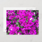 Lebhafte Lila Bougainvillea-Blume Postkarte (Vorne/Hinten)