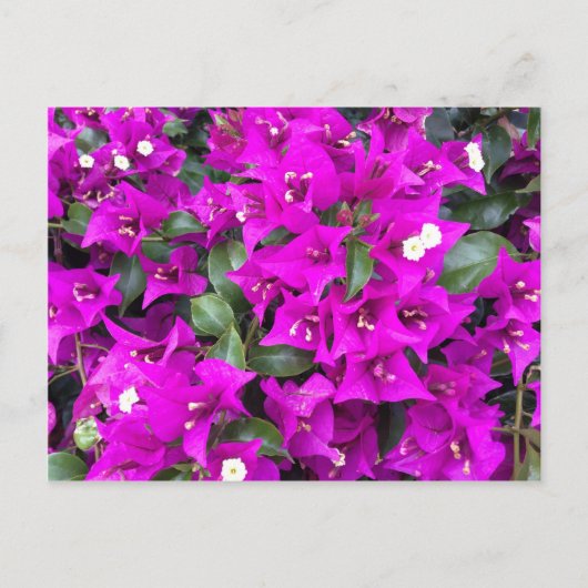 Lebhafte Lila Bougainvillea-Blume Postkarte (Vorderseite)