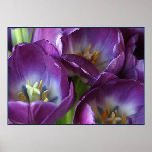 Lebhafte Lila Tulips Poster (Vorne)