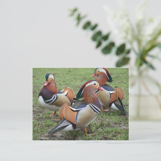 Lebhafte Mandarin Duck Postcard Postkarte (Stehend Vorderseite)