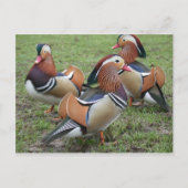 Lebhafte Mandarin Duck Postcard Postkarte (Vorderseite)